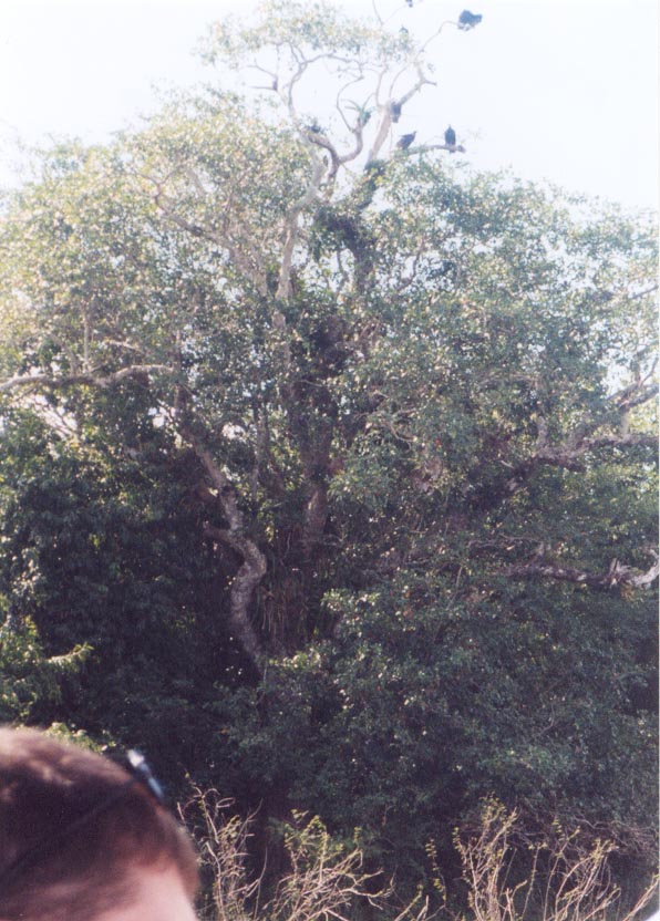 acrookedtree.jpg