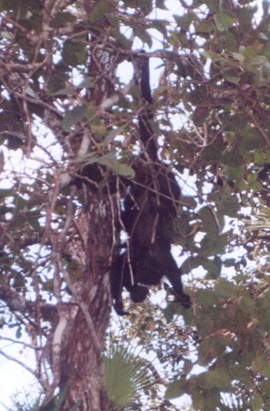 belizezoobabyhowler.jpg