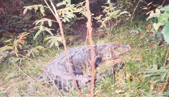 belizezoocroc.jpg
