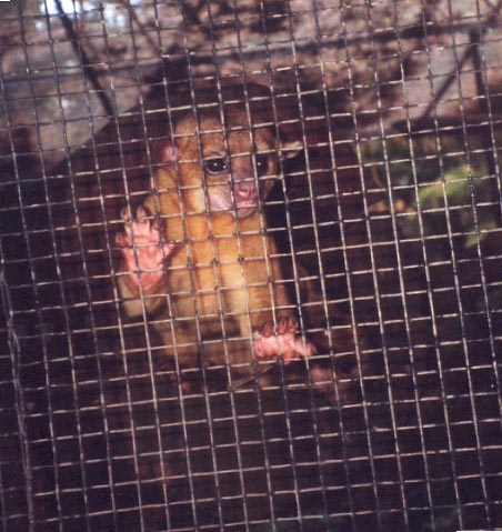 belizezoocutie.jpg