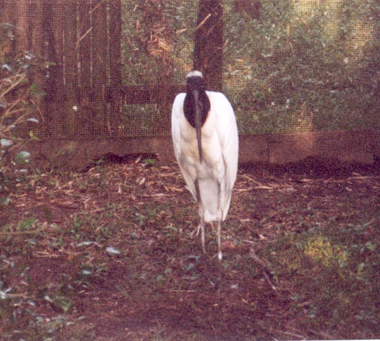 belizezoojabiru.jpg
