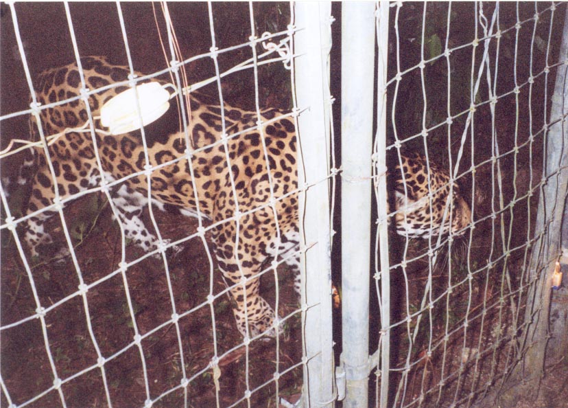 belizezoojaguar.jpg