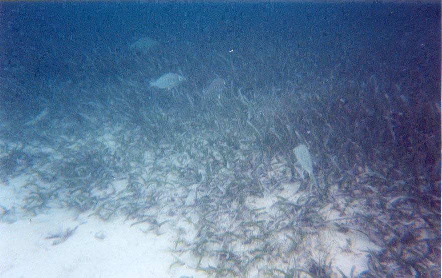 cayefish.jpg