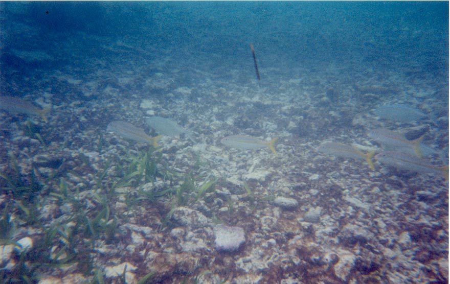 cayemasfishies.jpg