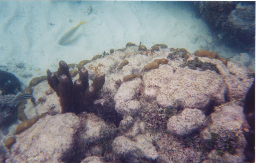 cayemorefish.jpg