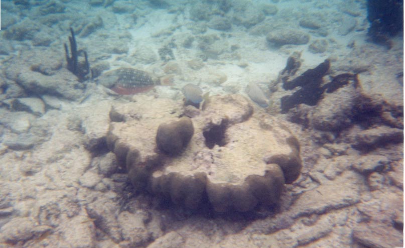 cayeparrotfish.jpg