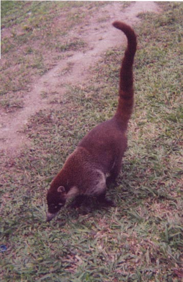 coatimundi.jpg