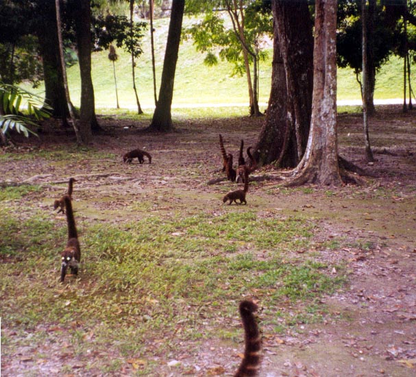 coatimundis.jpg