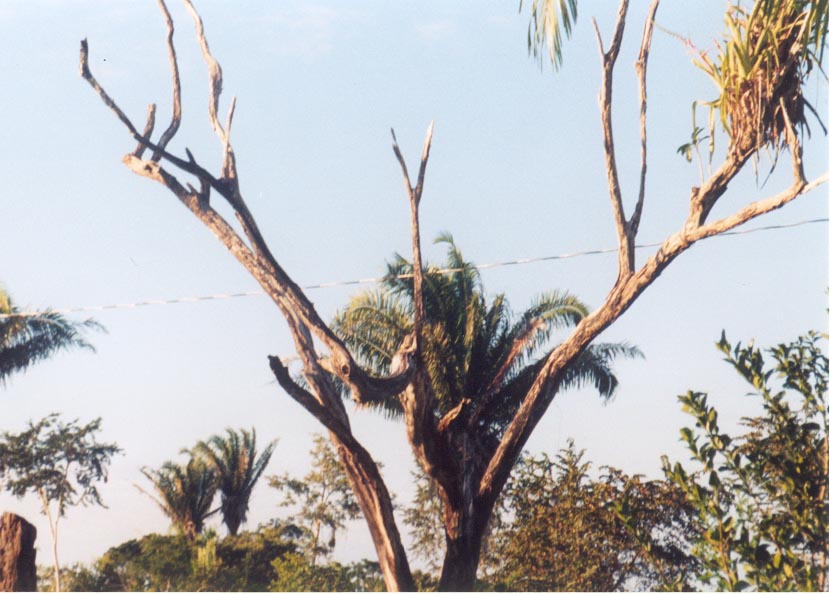 hidingiguana.jpg
