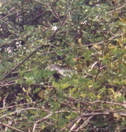 hidingiguana2.jpg