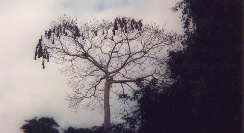 oropendolas.jpg