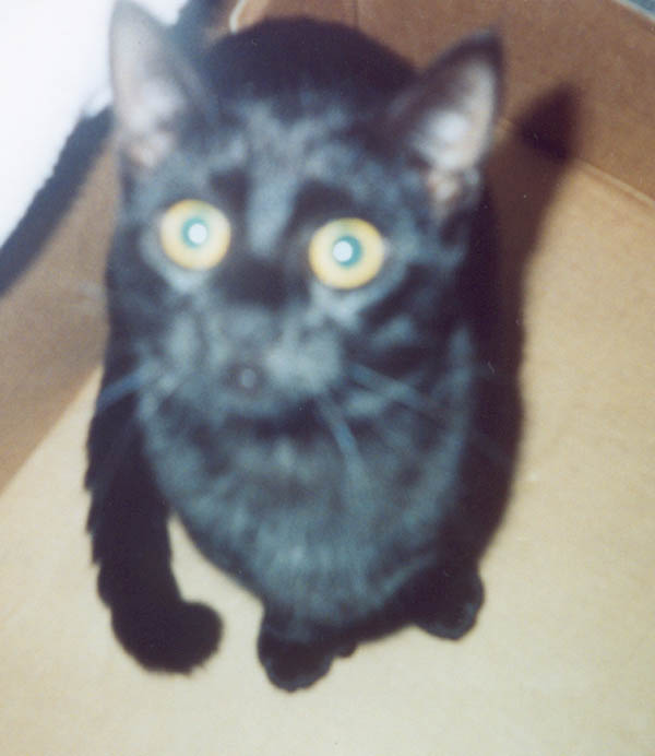 snick2000.jpg